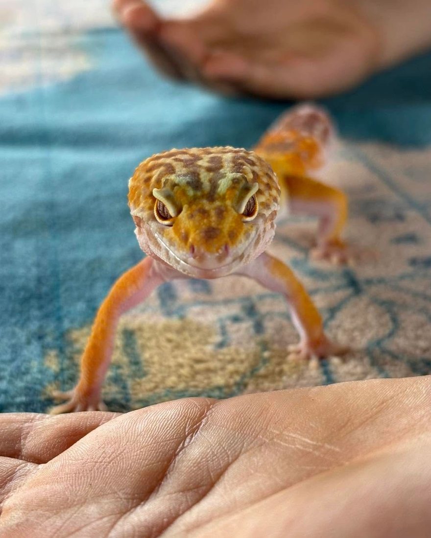 A leopard gecko resting on an open hand
