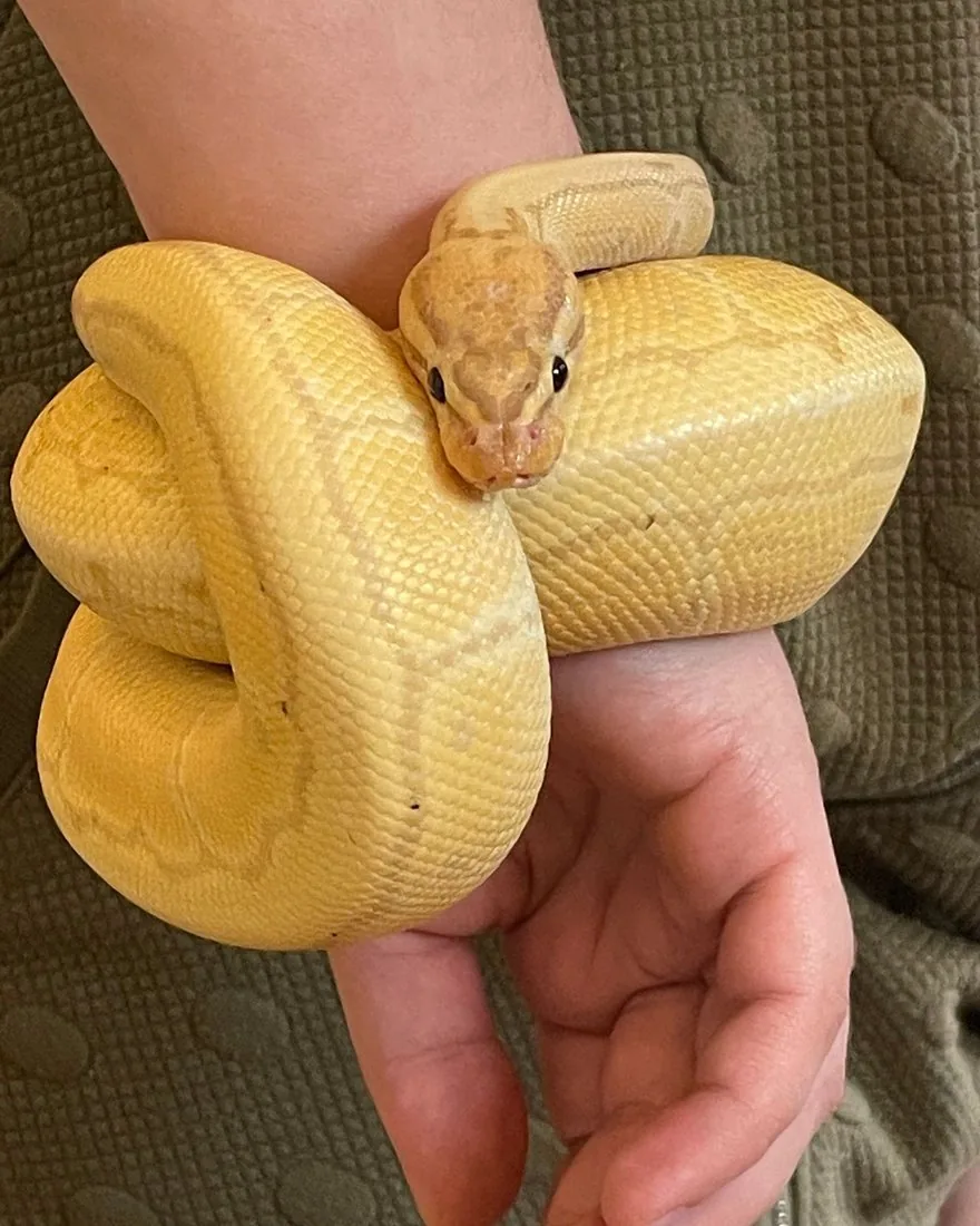 Nigini, a pale ball python, coiled calmly around a child's hand and wrist