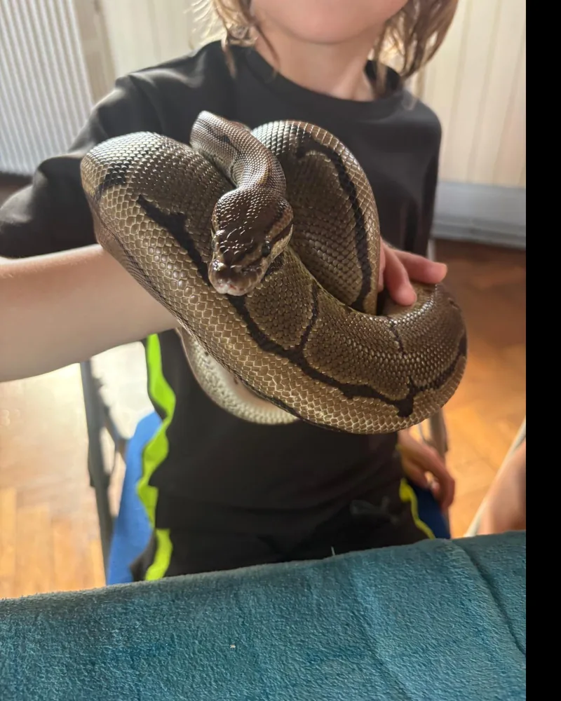 Arlo, a ball python, held safely across a child's arms